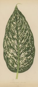 Dieffenbachia Seguina, variété Maculata - English School